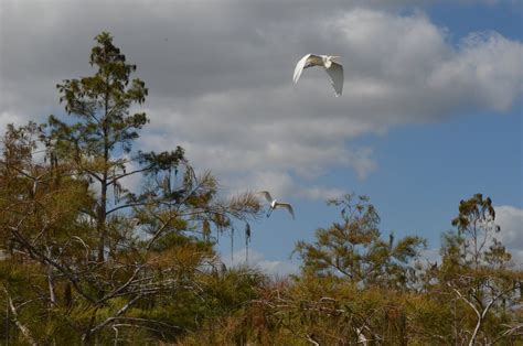 Everglades National Park — Nichole M Tiernan, PhD