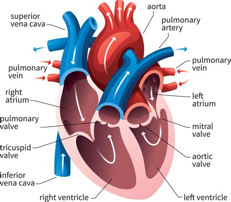 What Is The Anatomy Of The Human Heart - Infoupdate.org