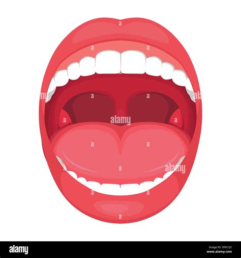 Human Mouth Anatomy Open Mouth Explaining Stock Vector