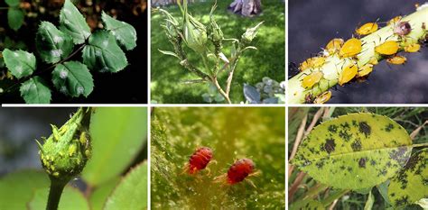 Pests and Diseases of Rose Bushes: How to Prevent Them? and more