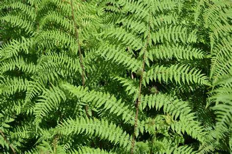 Growing Indoor Ferns - A Full Guide | Gardening Tips