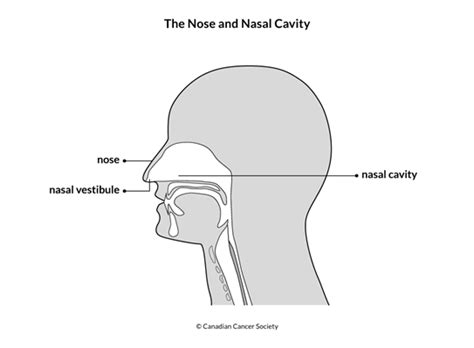 The nasal cavity and paranasal sinuses | Canadian Cancer Society