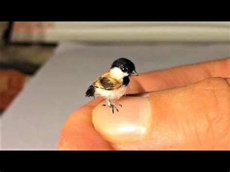 Smallest Bird In The World