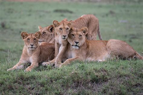 Lion Family Portrait—The Story Behind the Shot — Kathy Karn Photography