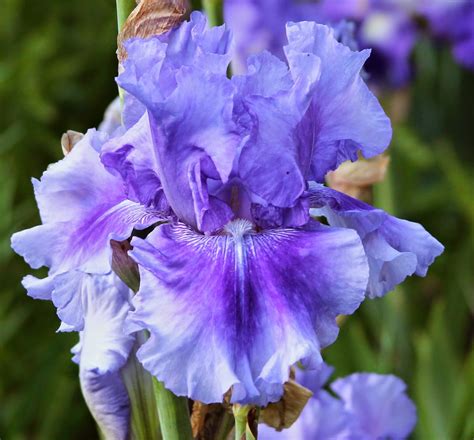 2014 TALL BEARDED IRIS BLOOMS - Sowing the Seeds