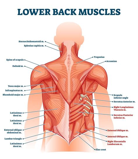 Lower Back Muscle Anatomy and Low Back Pain (2022)