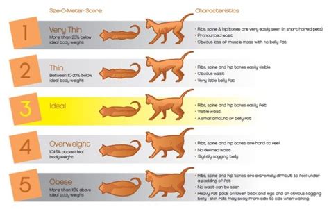 Fat Cat Vs Pregnant Cat - AmarakruwSanders