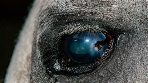 Ocular System In Horses – Eye Injuries – The Horse's Advocate