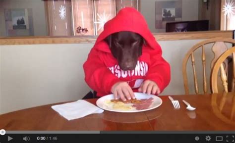 5 dogs eating with human hands videos – Pop Mythology