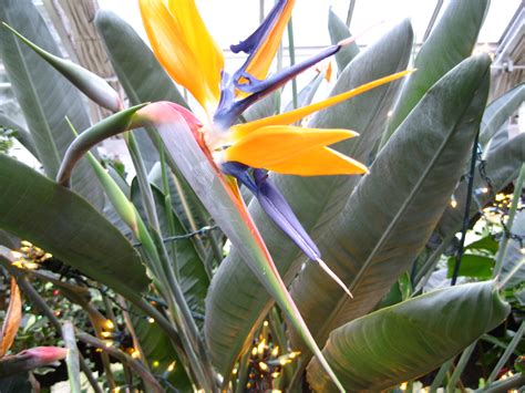 Bird of paradise plant