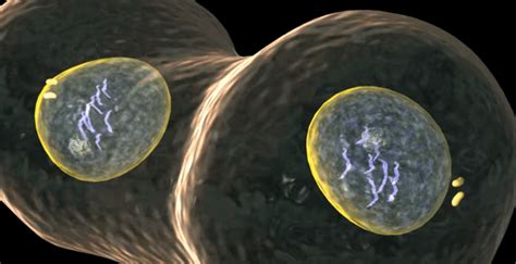 Cell Division Mitosis 3D Animation - Medical 3D Scientific Animation Company