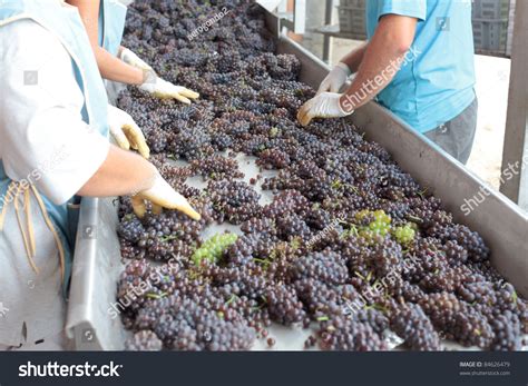 Wine Making Process Stock Photo 84626479 | Shutterstock