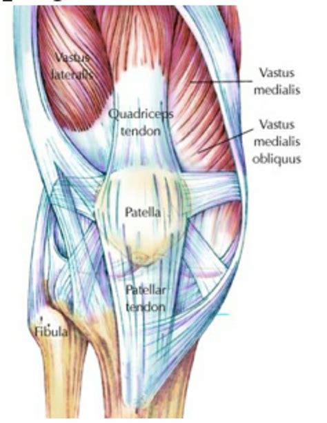 Knee Anatomy Muscles And Tendons - Anatomy Reading Source