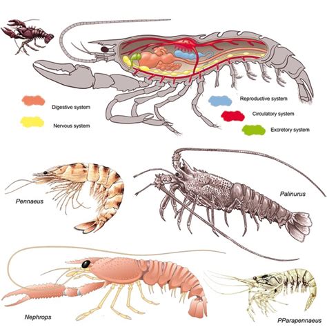 295 Crustacean Anatomy Images, Stock Photos, 3D objects, & Vectors | Shutterstock