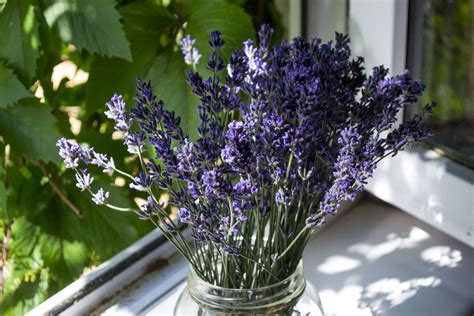 Lavender Mosquito Repellent Plant - PestPhobia