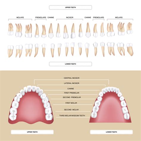 Human Teeth Diagram Labeled