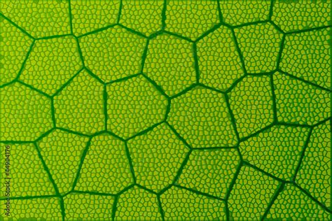 Leaf under microscope Stock Photo | Adobe Stock