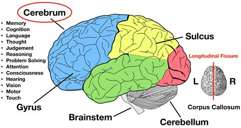 A Diagram Of The Parts Of The Cerebrum Brain Anatomy Brain Lobes | Images and Photos finder