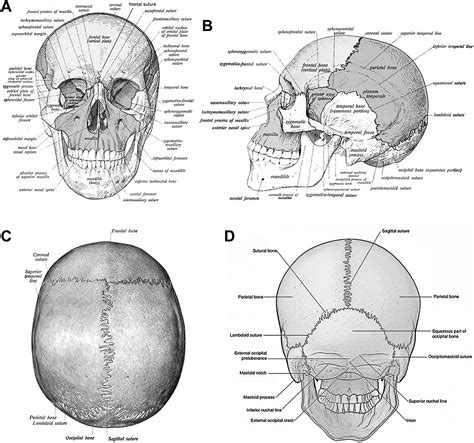 Sutures Of The Skull As Human Head Bone Medical Division