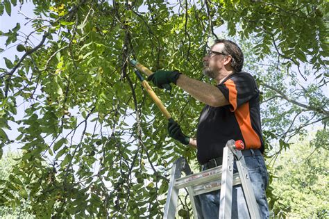 ree Trimming 101: 3 Surefire Signs It's Time to Trim Your Tree