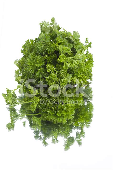 Curly Parsley Stock Photo | Royalty-Free | FreeImages