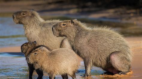 Capybara | San Diego Zoo Animals & Plants