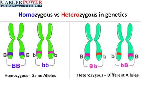 What Does Heterozygous Mean Outlet | cityofclovis.org