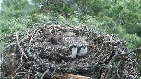 How ospreys find their way from Scotland to Africa | Scottish Wildlife Trust