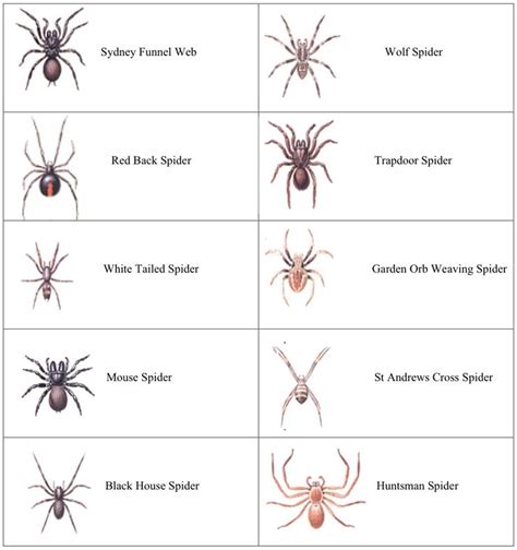 Wolf Spider Identification Chart