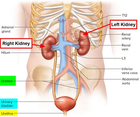 Kidney Pain - Kidney Pain Location - Causes, Symptoms, Treatment