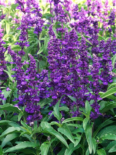 31 Salvia Plants to Bring Color and Fragrance to Your Garden | Salvia plants, Salvia, Plants