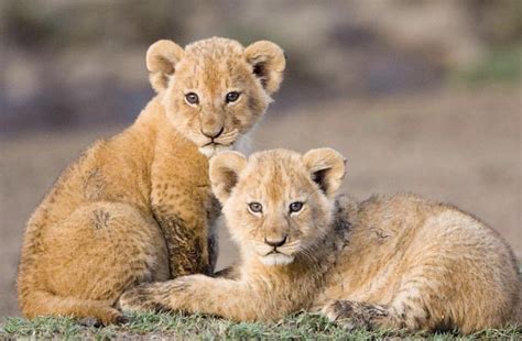 Muddy Little Lion Cubs : r/hardcoreaww