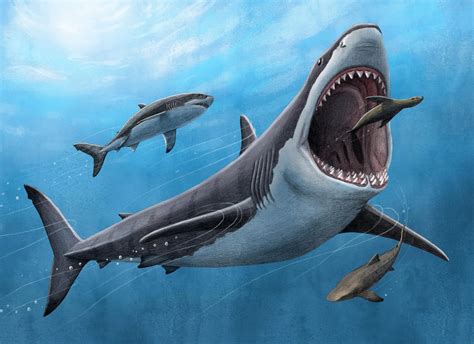 The Warm-Blooded Megalodon: Geochemistry and Fossil Teeth Illuminate the Prehistoric Predator