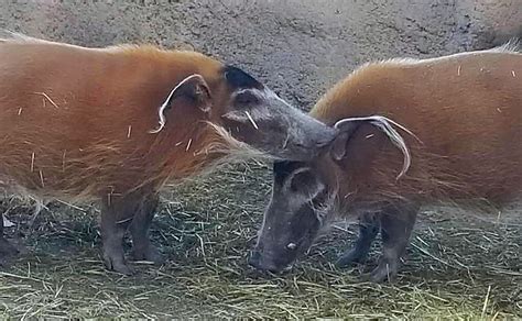 Red River Hog - Denver Zoo