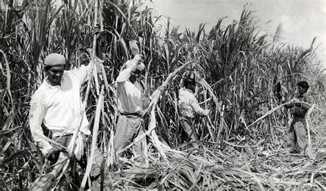 Sugar Cane Harvest Season - Cane Cutters at Work - Vintage Mauritius