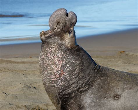 Nursing elephant seals at Ano Nuevo State Reserve