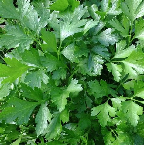 Buy Alvarado Community Farm Giant Italian Parsley Seeds @ $2.95