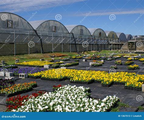 Fall Flowers and Greenhouses Stock Image - Image of blooming, plant: 1367513