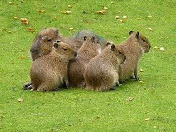 Capybara Facts & Habitat | What is a Capybara? | Study.com