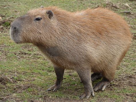 Capybara | Animal Wildlife