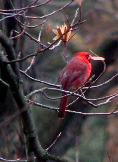 I need orange: cardinal