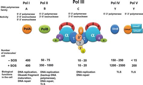 Dna Polymerase 3 Subunits Functions - cloudshareinfo