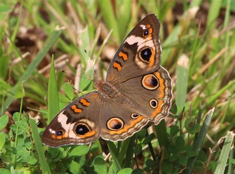 Buckeye Butterfly | Smithsonian Photo Contest | Smithsonian Magazine