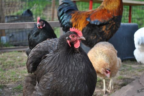 One of the Most Popular Chicken Breeds - Southeast AgNET