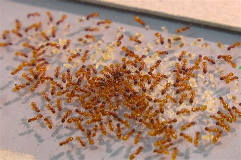 A 'nervous system' for ant colonies? Colony responds to predation simulation as a 'superorganism'