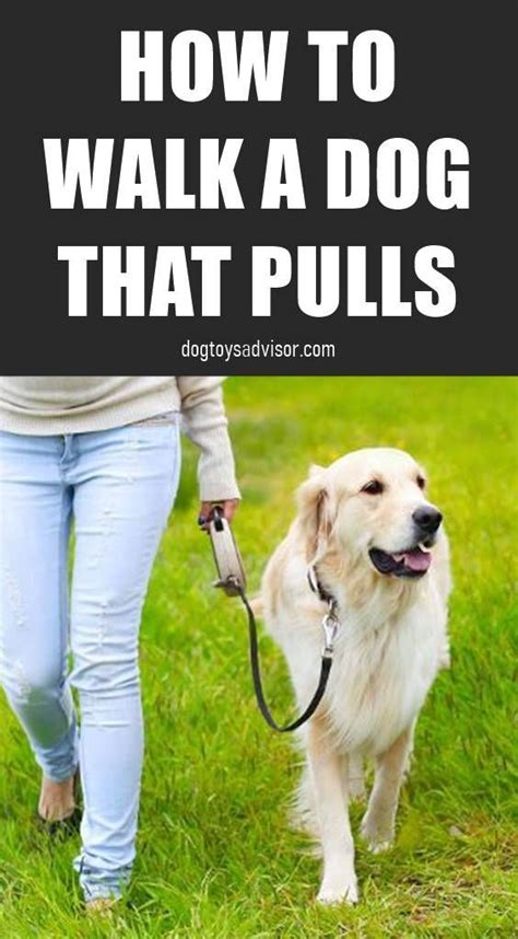 How To Train Dog: Walking Dog Tips – Tips For A Pleasant Dog Walking Experience | Dog Training