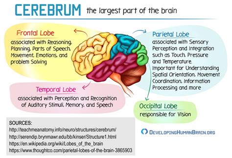 Brain Parts Cerebrum