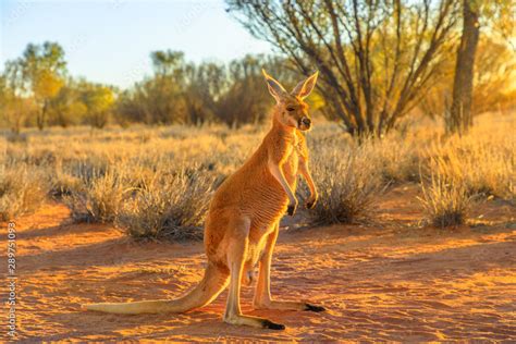 Side view of red kangaroo, Macropus rufus, standing on the red sand of outback central Australia ...