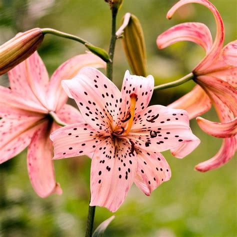 Pink Tiger Lily Bulbs#bulbs #lily #pink #tiger in 2020 | Lily bulbs, Tiger lily flowers, Lily plants