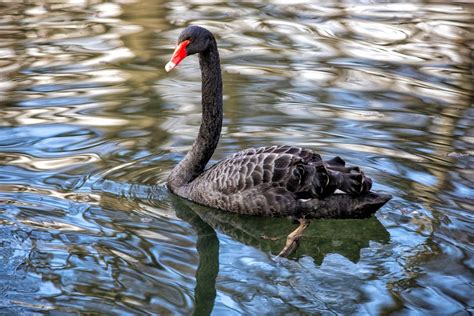 12 Black Swan Spiritual Meanings